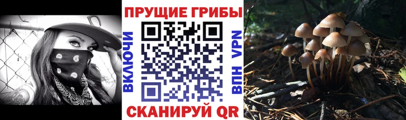 закладка  Глазов  Псилоцибиновые грибы MAGIC MUSHROOMS 